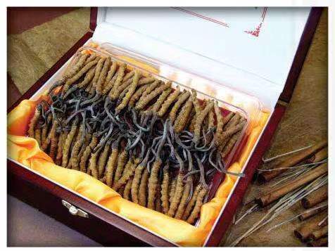 太湖冬虫夏草回收